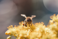 世界蜜蜂日 蜜蜂——自然哨兵，相守后裔